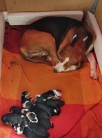 Den senaste valpkullen, (2020) Kennel Bossmålas Olympia/Bergnäsets Morris